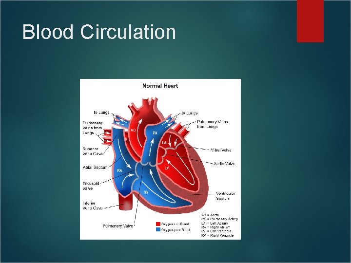 Blood Circulation Blood Circulation