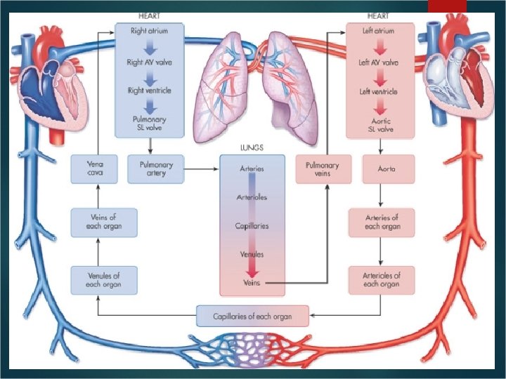 Blood Vessels Blood Vessels
