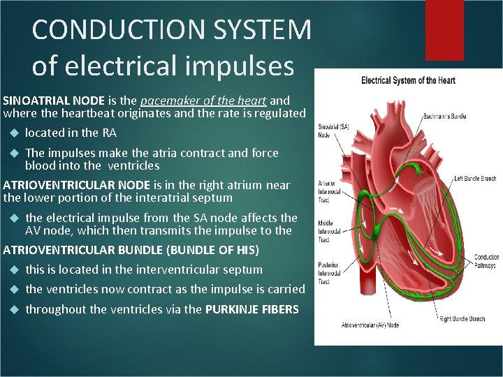 CONDUCTION SYSTEM of electrical impulses SINOATRIAL NODE is the pacemaker of the heart and CONDUCTION SYSTEM of electrical impulses SINOATRIAL NODE is the pacemaker of the heart and