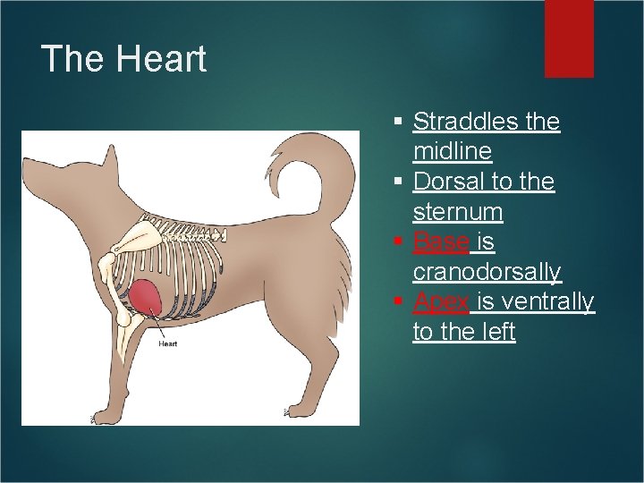 The Heart § Straddles the midline § Dorsal to the sternum § Base is The Heart § Straddles the midline § Dorsal to the sternum § Base is