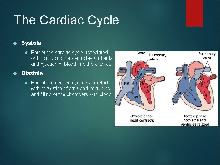 The Cardiac Cycle Systole Part of the cardiac cycle associated with contraction of ventricles The Cardiac Cycle Systole Part of the cardiac cycle associated with contraction of ventricles