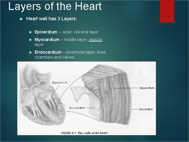 Layers of the Heart wall has 3 Layers: Epicardium – outer; visceral layer Myocardium Layers of the Heart wall has 3 Layers: Epicardium – outer; visceral layer Myocardium