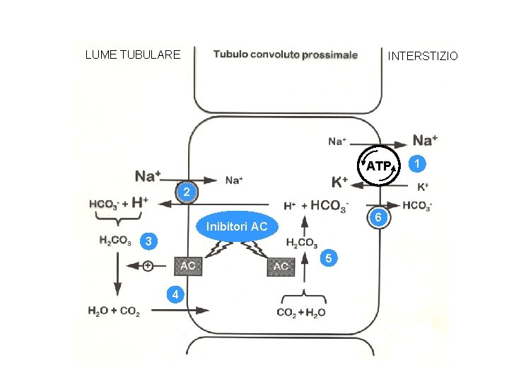 LUME TUBULARE INTERSTIZIO ATP 2 6 Inibitori AC 3 5 4 1 