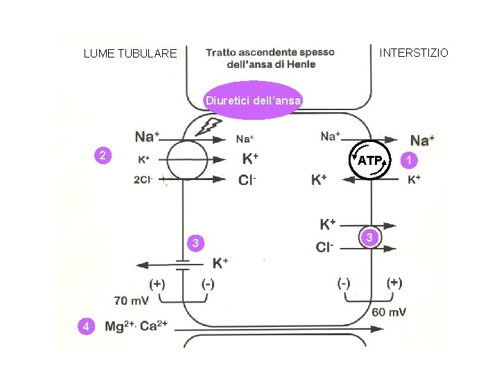 INTERSTIZIO LUME TUBULARE Diuretici dell’ansa 2 ATP 3 4 3 1 