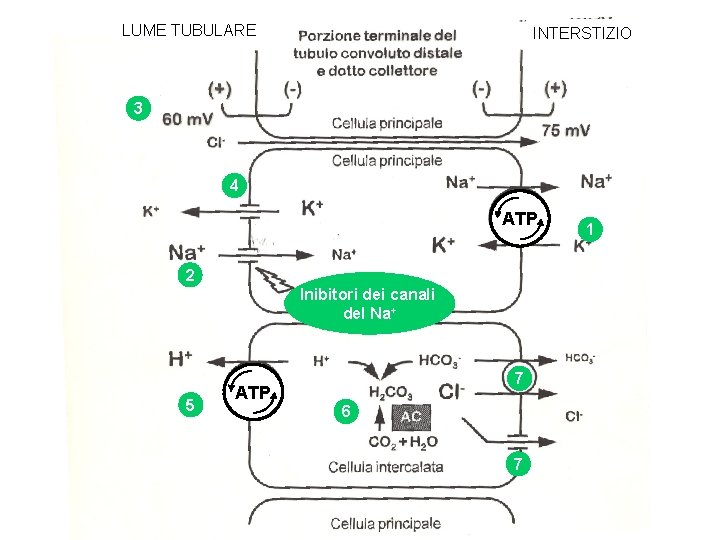 LUME TUBULARE INTERSTIZIO 3 4 ATP 2 Inibitori dei canali del Na+ 5 7