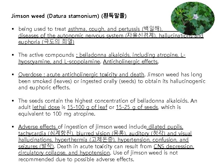 Jimson weed (Datura stamonium) (흰독말풀) § being used to treat asthma, cough, and pertussis