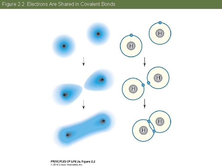 Figure 2. 2 Electrons Are Shared in Covalent Bonds 