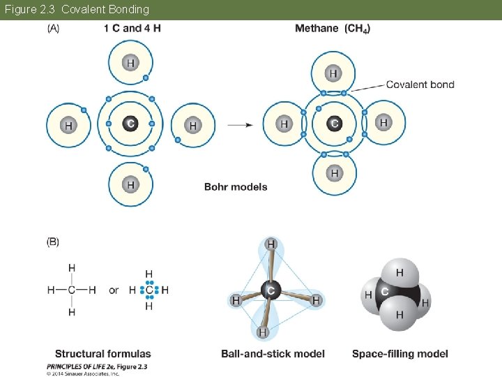 Figure 2. 3 Covalent Bonding 