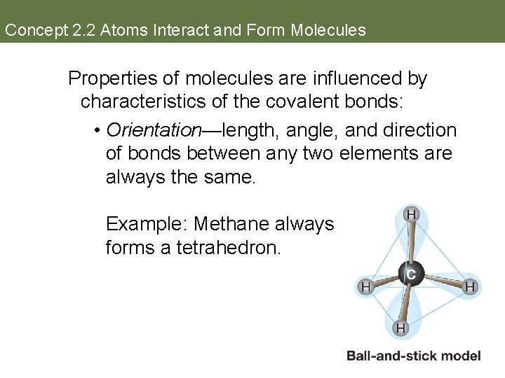 Concept 2. 2 Atoms Interact and Form Molecules Properties of molecules are influenced by