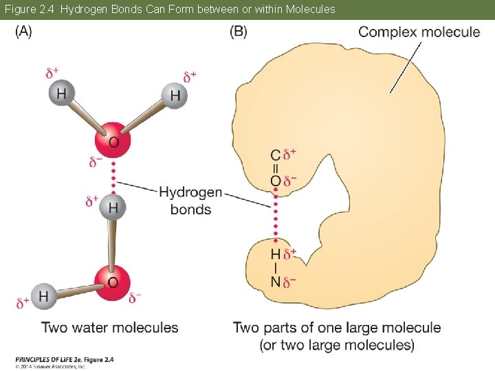 Figure 2. 4 Hydrogen Bonds Can Form between or within Molecules 