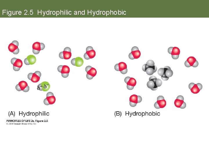 Figure 2. 5 Hydrophilic and Hydrophobic 