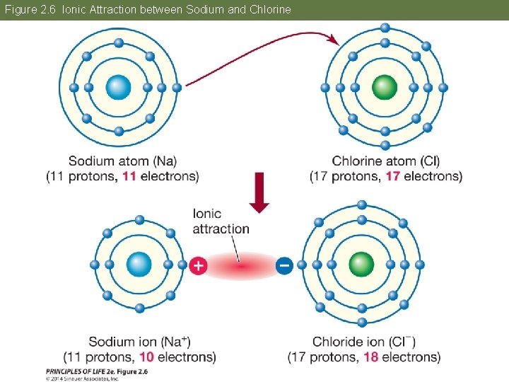 Figure 2. 6 Ionic Attraction between Sodium and Chlorine 