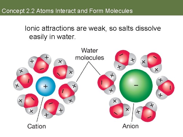 Concept 2. 2 Atoms Interact and Form Molecules Ionic attractions are weak, so salts