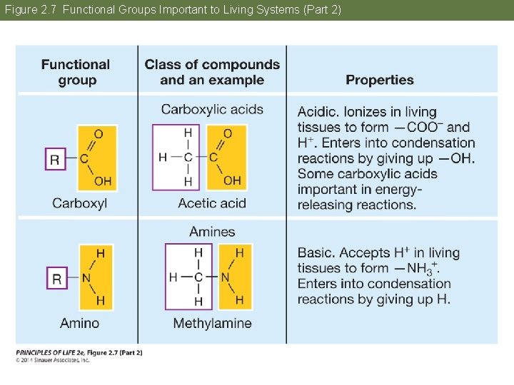 Figure 2. 7 Functional Groups Important to Living Systems (Part 2) 