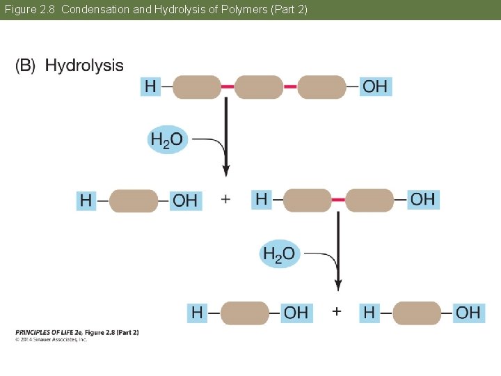 Figure 2. 8 Condensation and Hydrolysis of Polymers (Part 2) 
