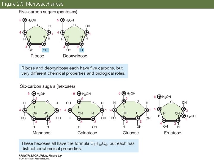 Figure 2. 9 Monosaccharides 