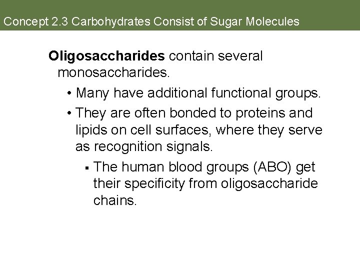 Concept 2. 3 Carbohydrates Consist of Sugar Molecules Oligosaccharides contain several monosaccharides. • Many