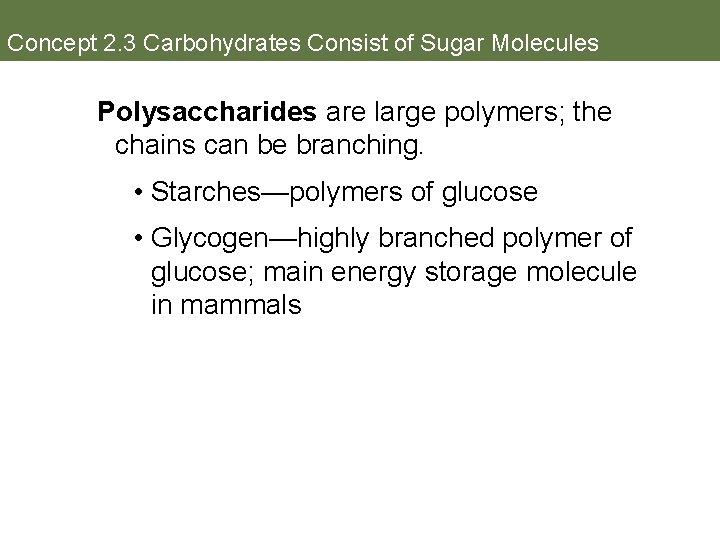 Concept 2. 3 Carbohydrates Consist of Sugar Molecules Polysaccharides are large polymers; the chains