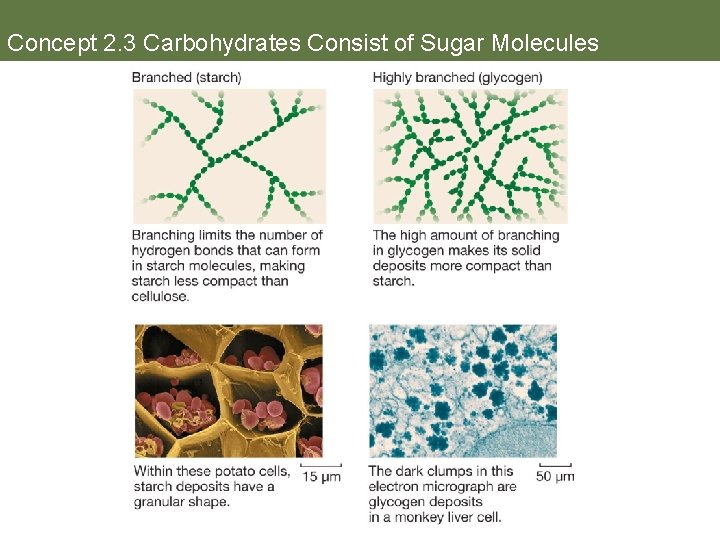 Concept 2. 3 Carbohydrates Consist of Sugar Molecules 