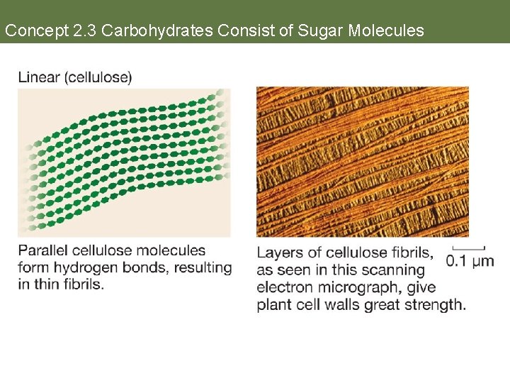 Concept 2. 3 Carbohydrates Consist of Sugar Molecules 