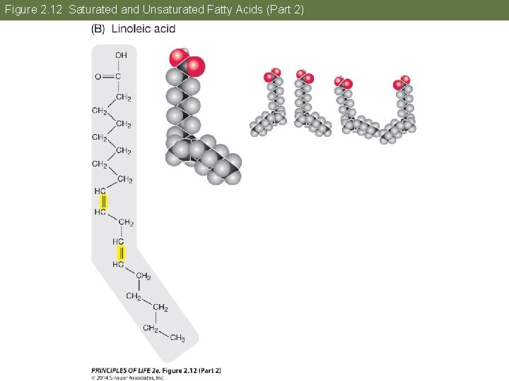 Figure 2. 12 Saturated and Unsaturated Fatty Acids (Part 2) 