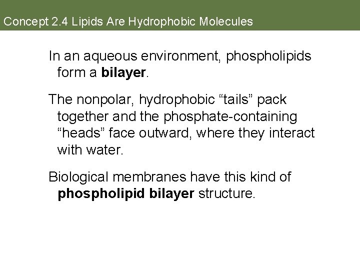 Concept 2. 4 Lipids Are Hydrophobic Molecules In an aqueous environment, phospholipids form a