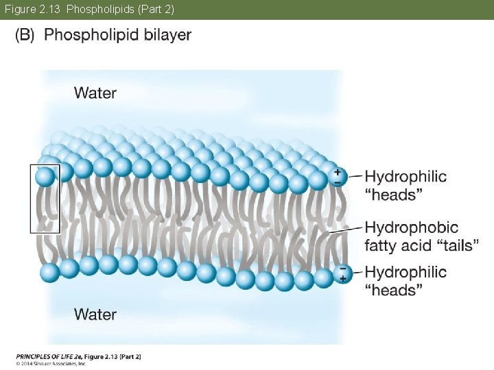 Figure 2. 13 Phospholipids (Part 2) 