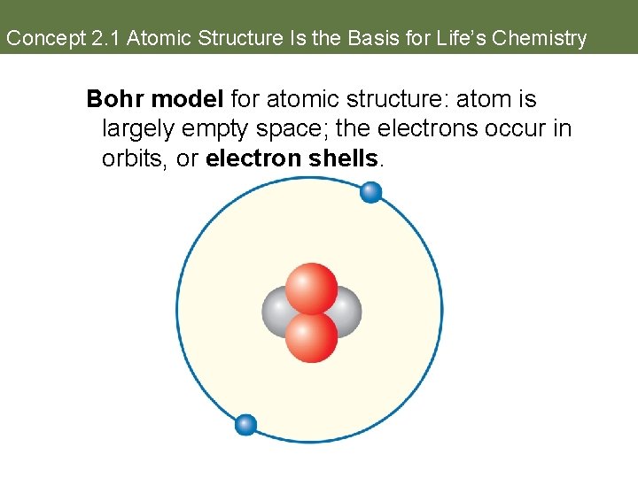 Concept 2. 1 Atomic Structure Is the Basis for Life’s Chemistry Bohr model for