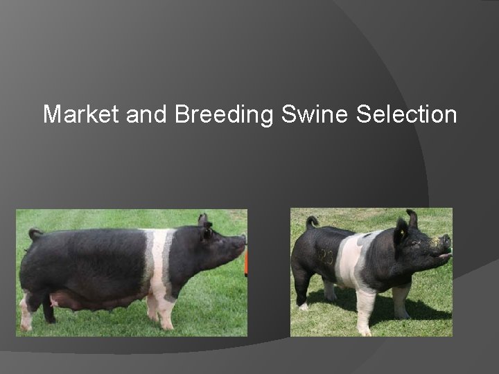 Market and Breeding Swine Selection 