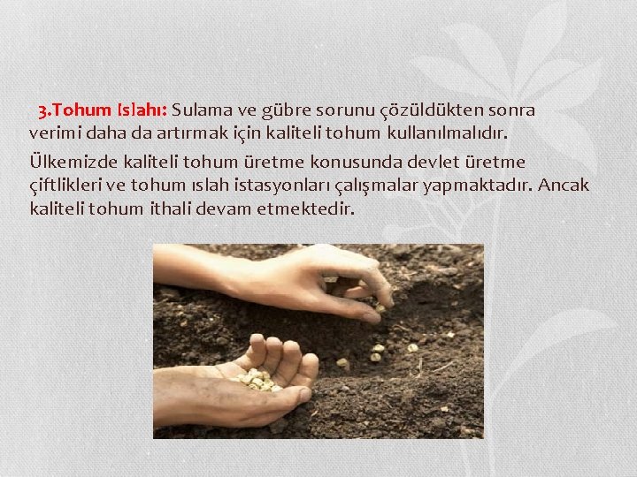  3. Tohum Islahı: Sulama ve gübre sorunu çözüldükten sonra verimi daha da artırmak