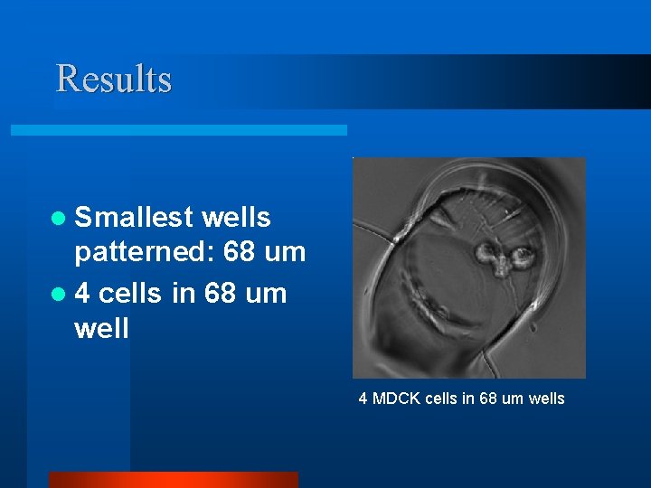 Results l Smallest wells patterned: 68 um l 4 cells in 68 um well