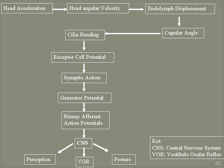 Head Acceleration Head angular Velocity Endolymph Displacement Cupular Angle Cilia Bending Receptor Cell Potential