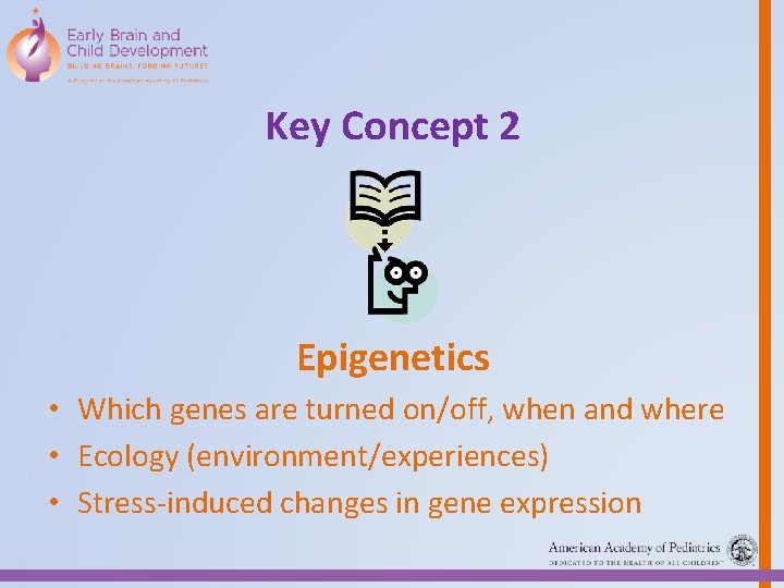 Key Concept 2 Epigenetics • Which genes are turned on/off, when and where •