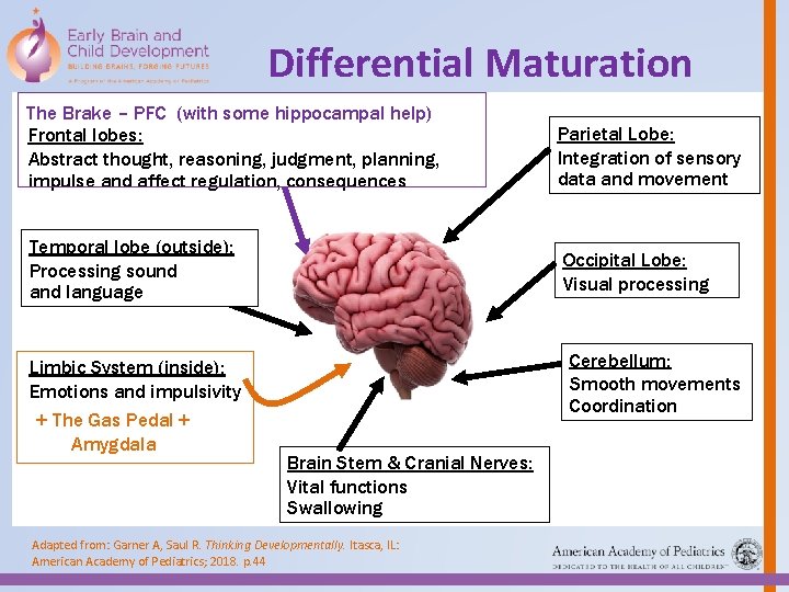 Differential Maturation The Brake – PFC (with some hippocampal help) Frontal lobes: Abstract thought,