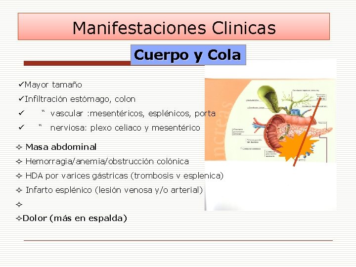 Manifestaciones Clinicas Cuerpo y Cola üMayor tamaño üInfiltración estómago, colon ü ü “ vascular