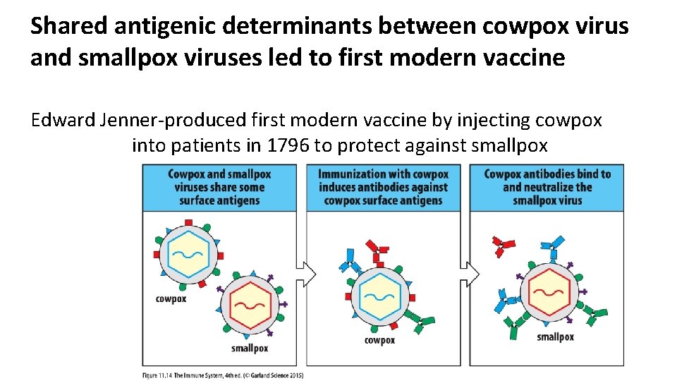 Shared antigenic determinants between cowpox virus and smallpox viruses led to first modern vaccine