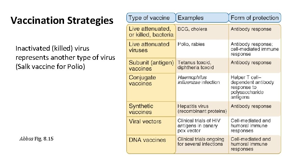 Vaccination Strategies Inactivated (killed) virus represents another type of virus (Salk vaccine for Polio)