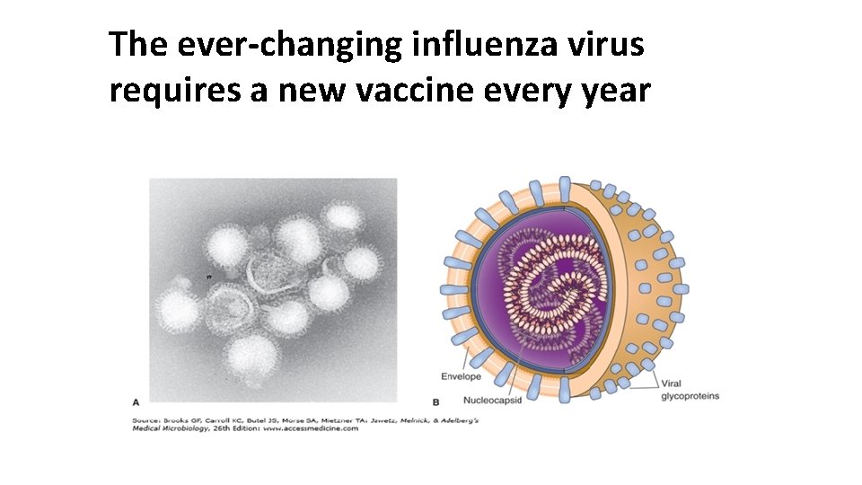 The ever-changing influenza virus requires a new vaccine every year 