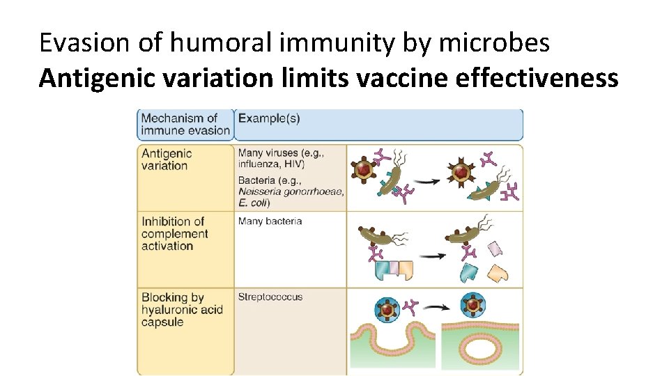 Evasion of humoral immunity by microbes Antigenic variation limits vaccine effectiveness 