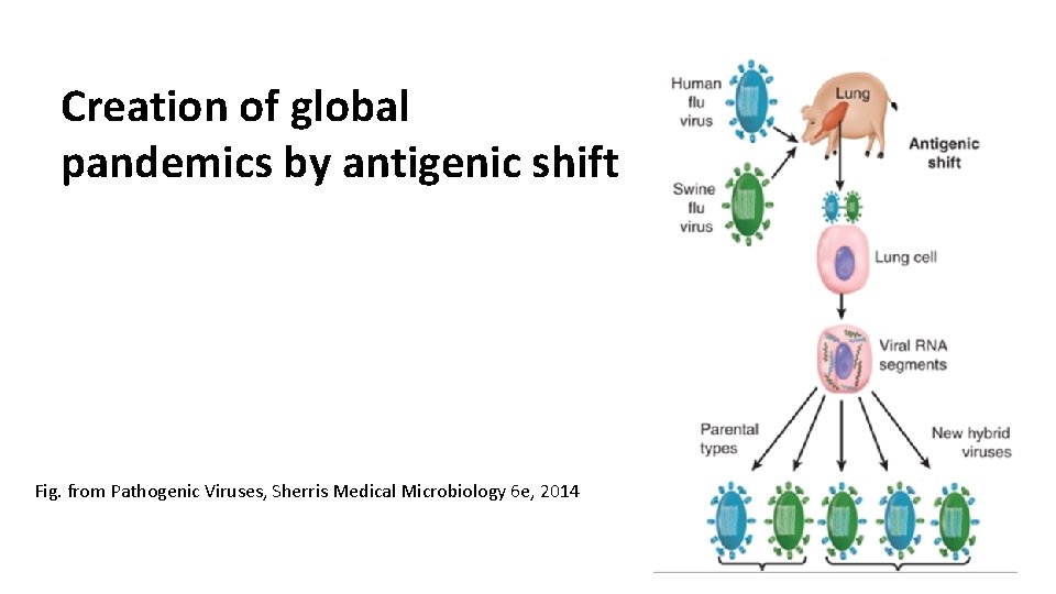 Creation of global pandemics by antigenic shift Fig. from Pathogenic Viruses, Sherris Medical Microbiology