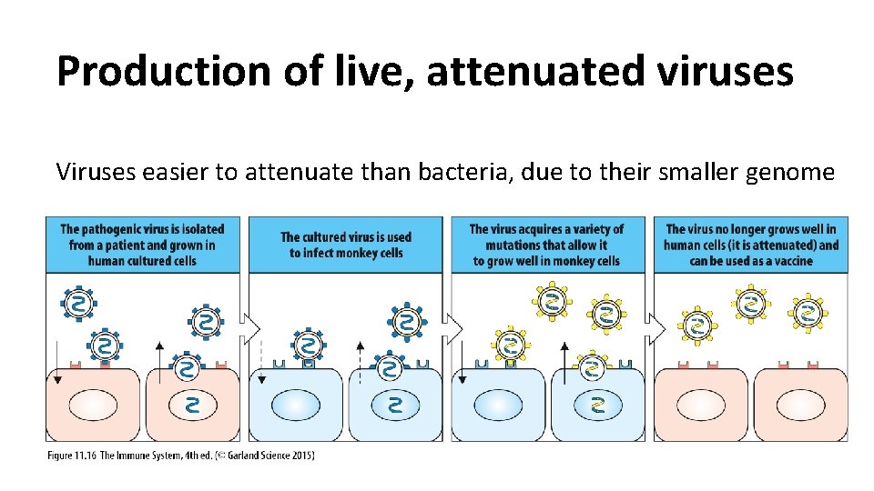 Production of live, attenuated viruses Viruses easier to attenuate than bacteria, due to their