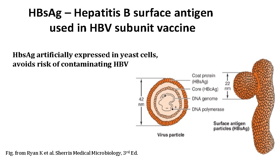 HBs. Ag – Hepatitis B surface antigen used in HBV subunit vaccine Hbs. Ag