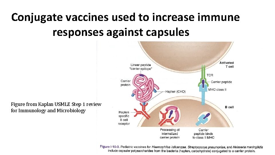 Conjugate vaccines used to increase immune responses against capsules Figure from Kaplan USMLE Step