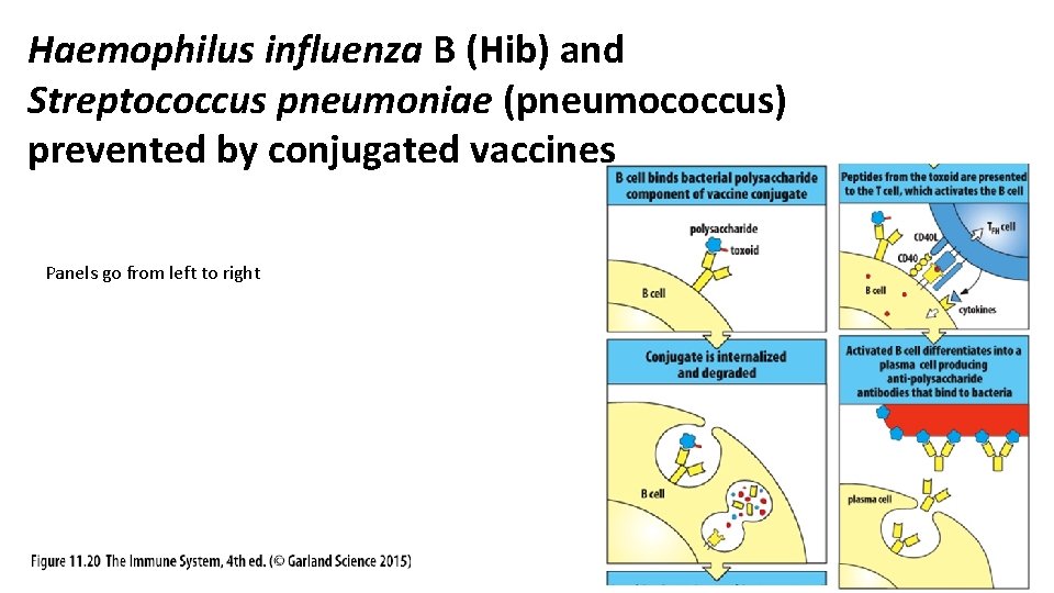 Haemophilus influenza B (Hib) and Streptococcus pneumoniae (pneumococcus) prevented by conjugated vaccines Panels go