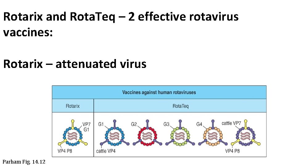 Rotarix and Rota. Teq – 2 effective rotavirus vaccines: Rotarix – attenuated virus Parham