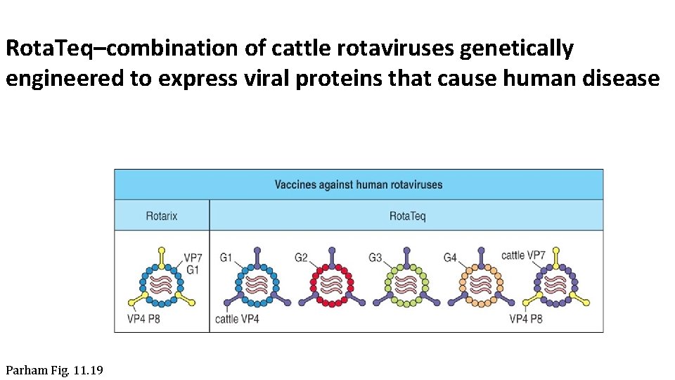 Rota. Teq–combination of cattle rotaviruses genetically engineered to express viral proteins that cause human