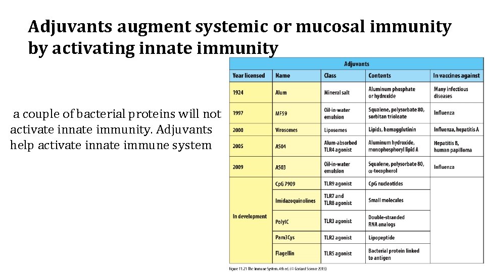 Adjuvants augment systemic or mucosal immunity by activating innate immunity a couple of bacterial