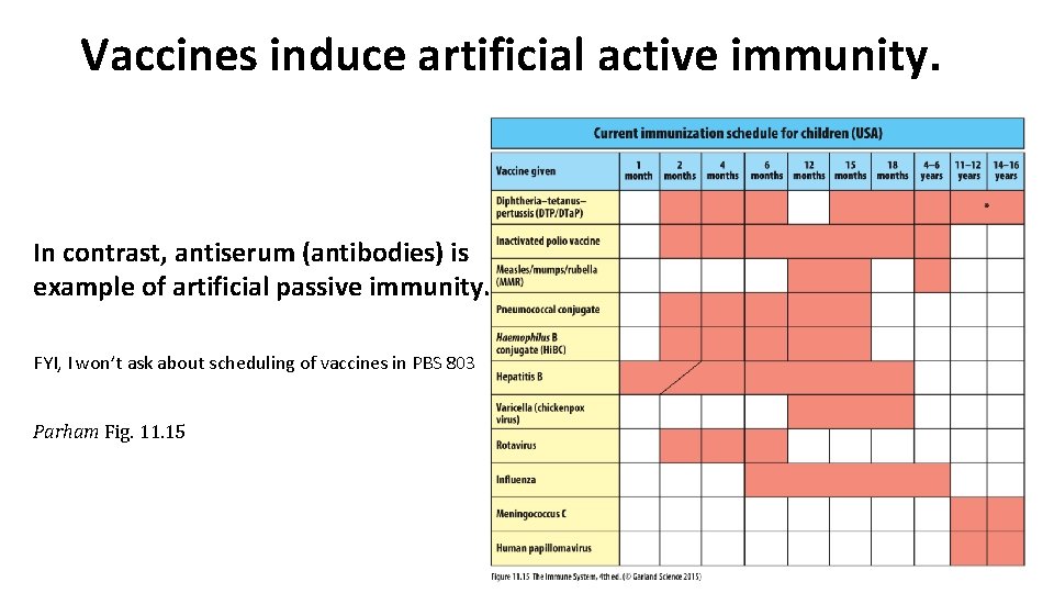 Vaccines induce artificial active immunity. In contrast, antiserum (antibodies) is example of artificial passive