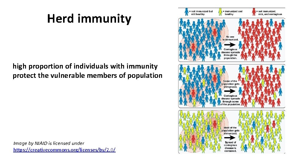 Herd immunity high proportion of individuals with immunity protect the vulnerable members of population