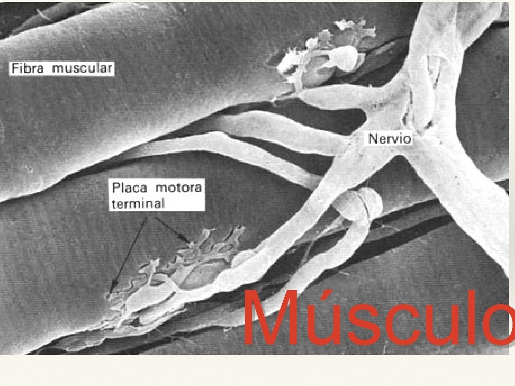 Músculo 